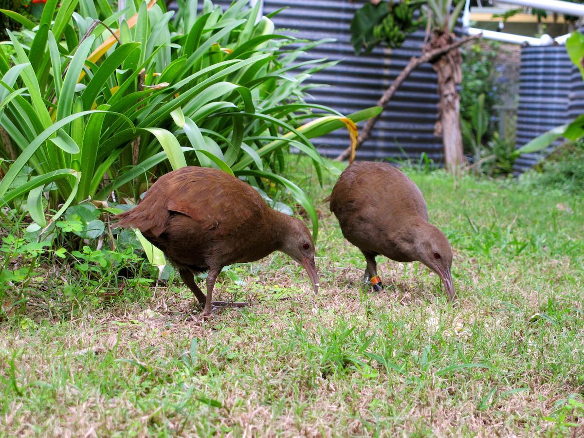 Lord Howe Island Beachcomber Lodge מראה חיצוני תמונה